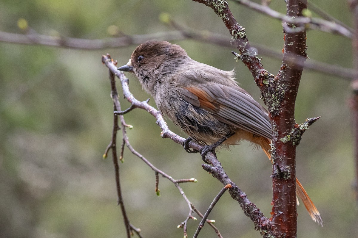 Siberian Jay - ML637050626