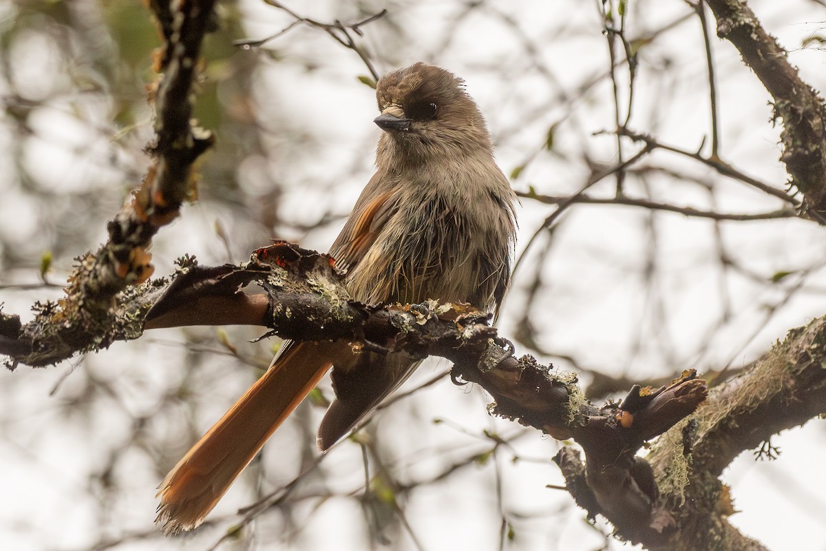 Siberian Jay - ML637050649