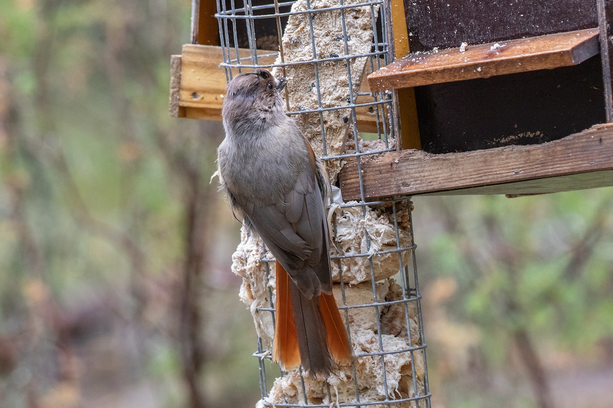 Siberian Jay - ML637050657
