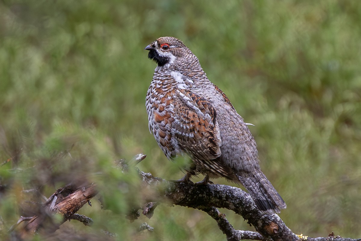 エゾライチョウ - ML637050662