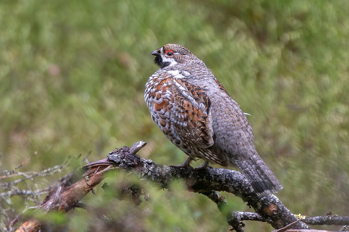 エゾライチョウ - ML637050664