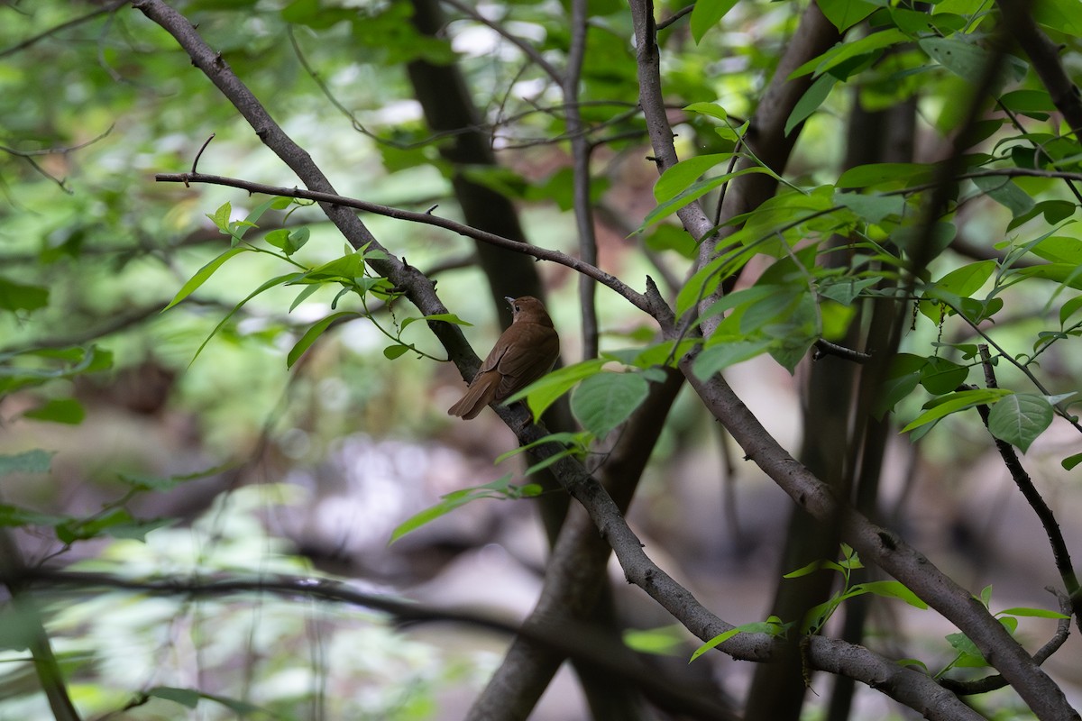 Veery - ML637050788