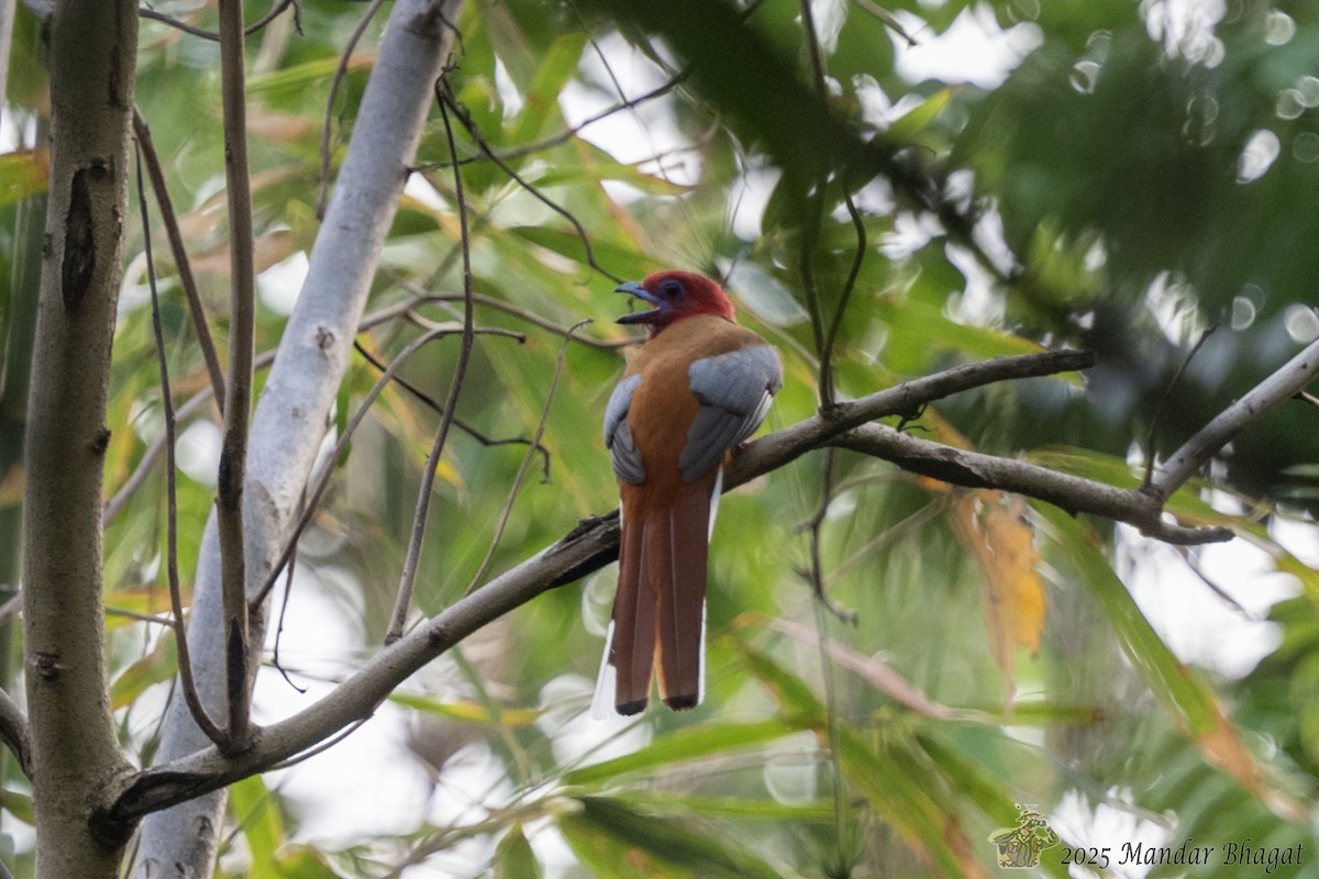Red-headed Trogon - ML637050818
