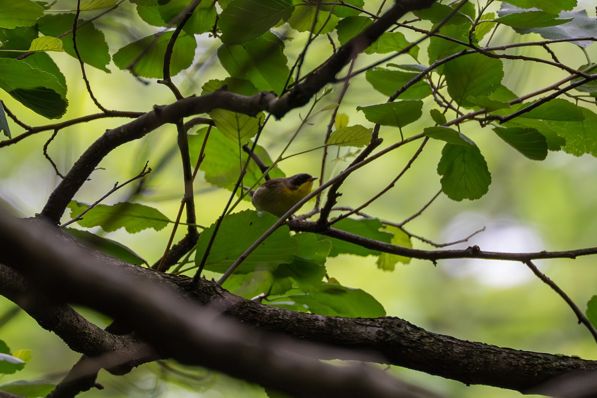 Common Yellowthroat - ML637050830