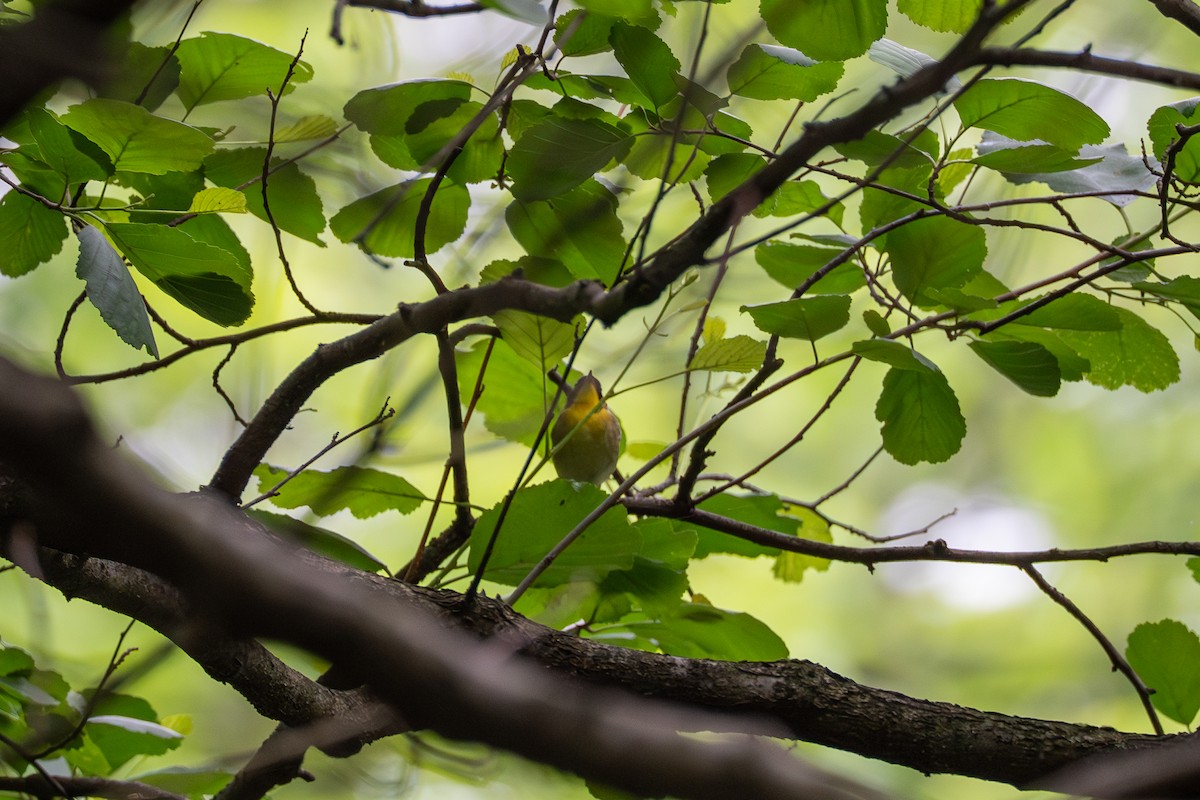 Common Yellowthroat - ML637050831