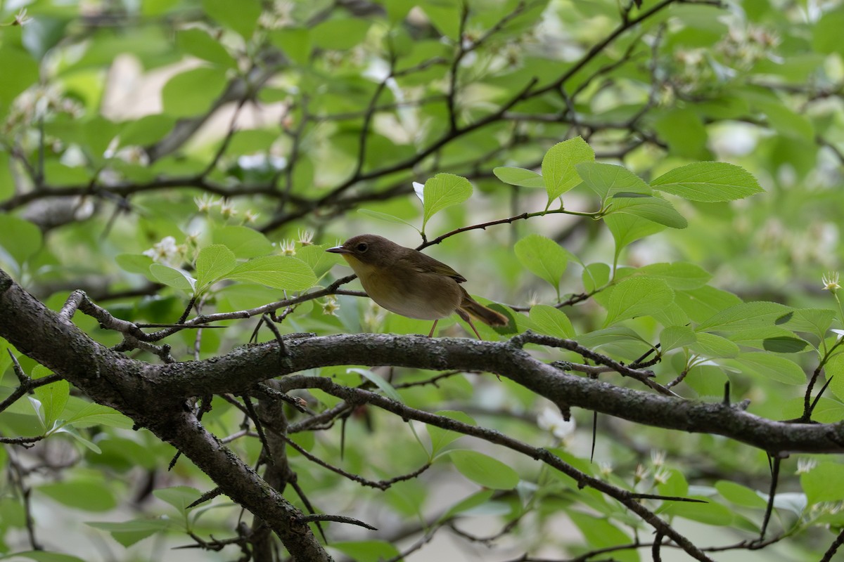 Common Yellowthroat - ML637050832
