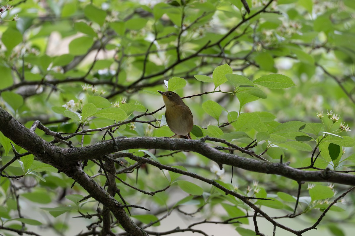 Common Yellowthroat - ML637050833
