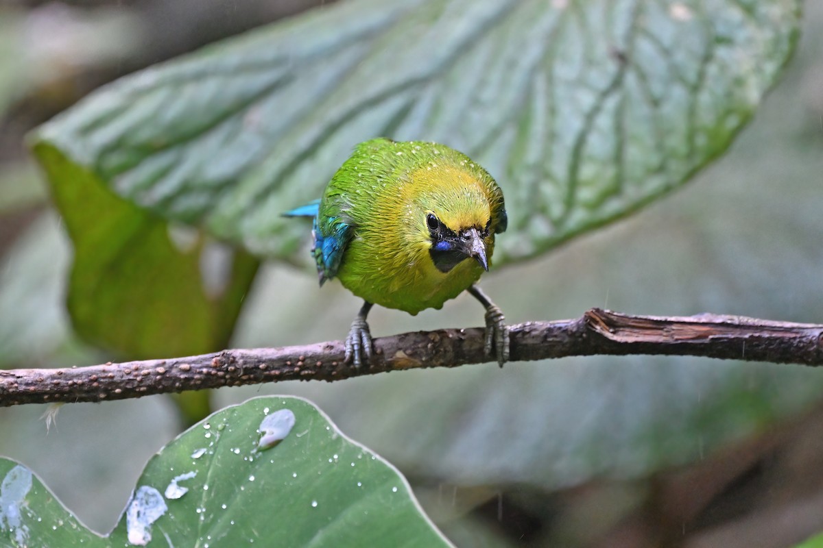 Blue-winged Leafbird - ML637050918