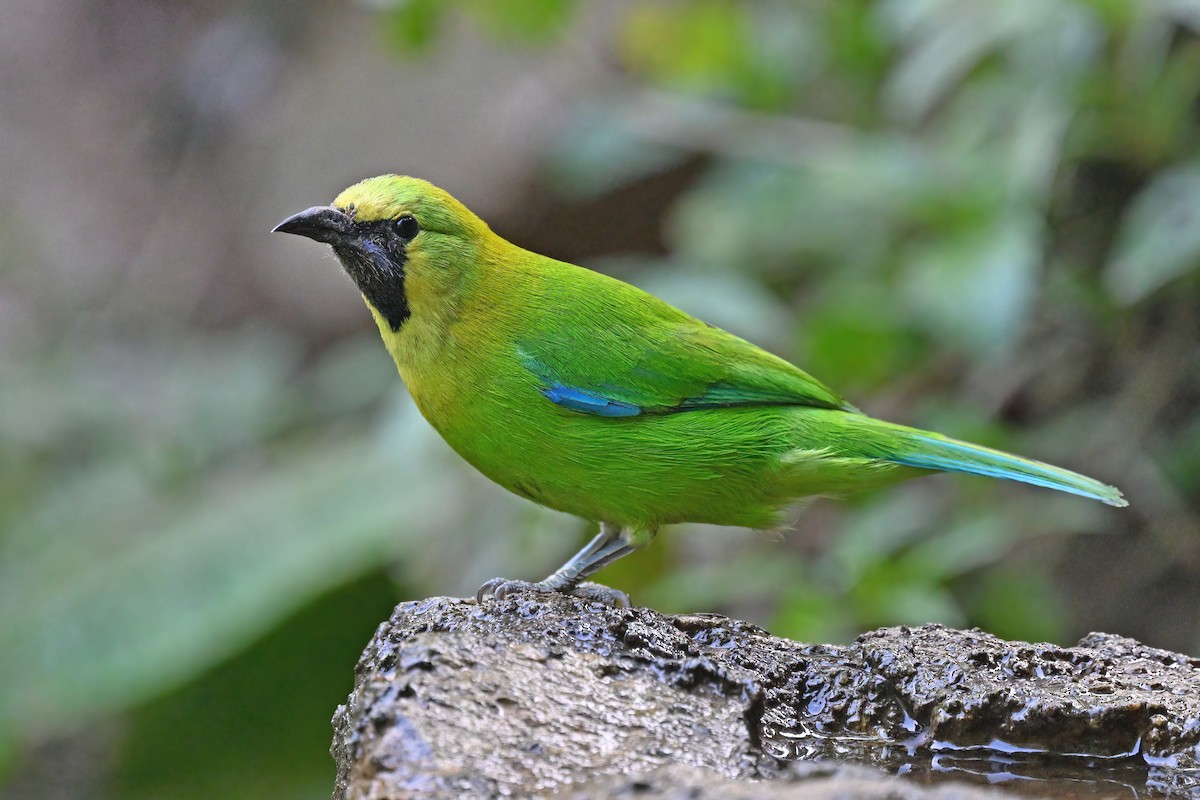 Blue-winged Leafbird - ML637050919