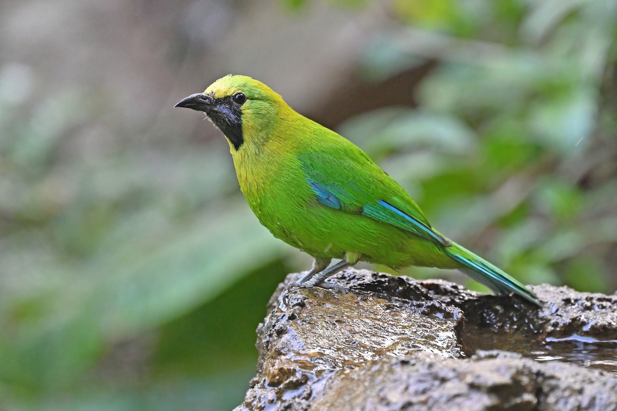 Blue-winged Leafbird - ML637050920
