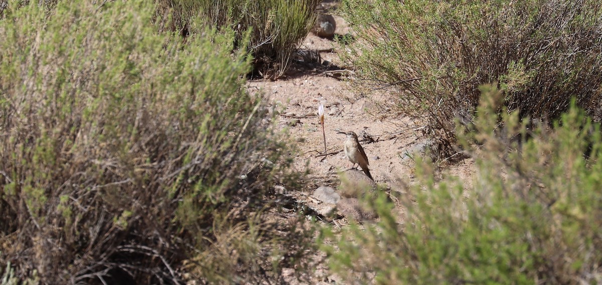 Scale-throated Earthcreeper - ML637050932