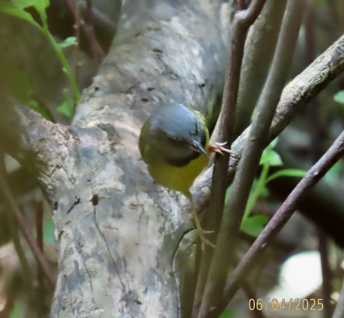 Mourning Warbler - ML637051055