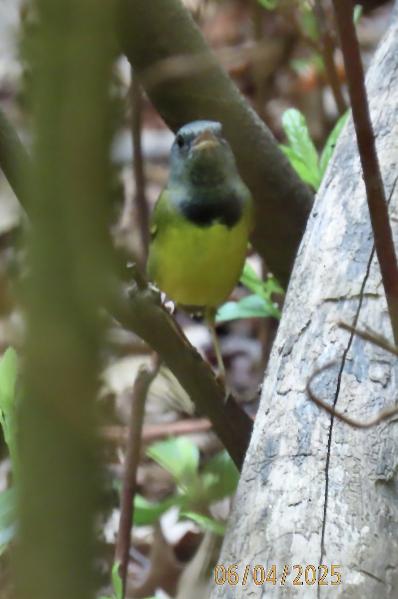 Mourning Warbler - ML637051056