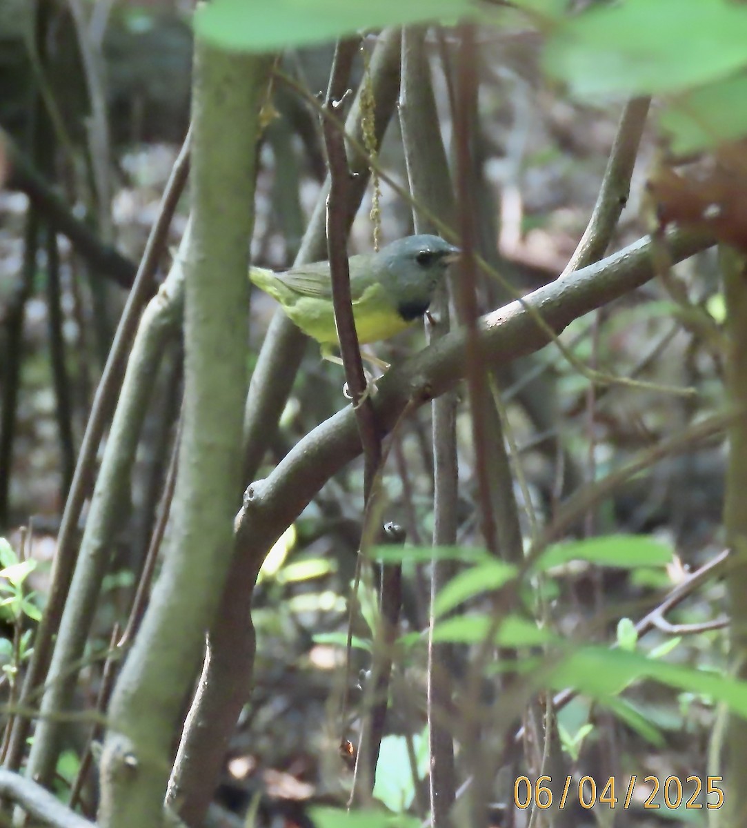 Mourning Warbler - ML637051059