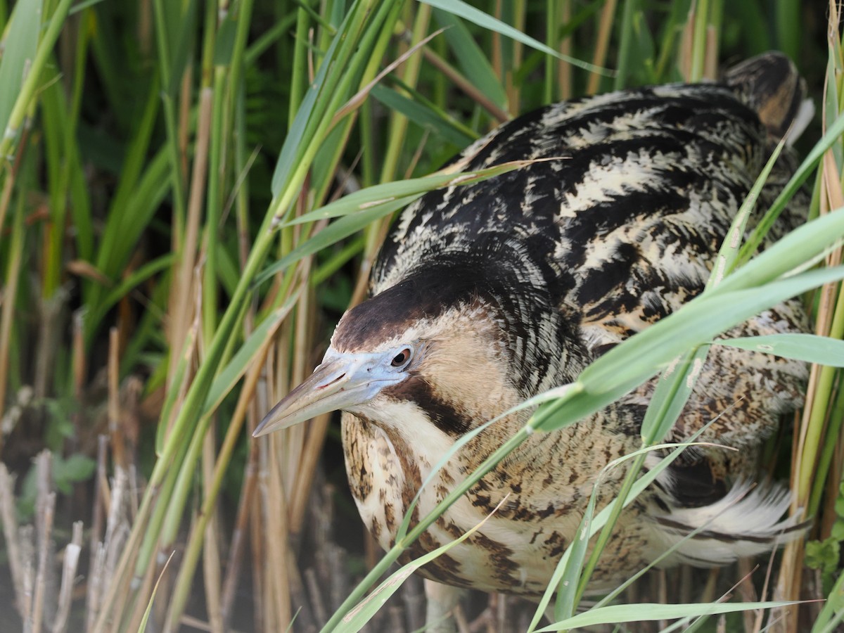 Eurasian Bittern - ML637051202