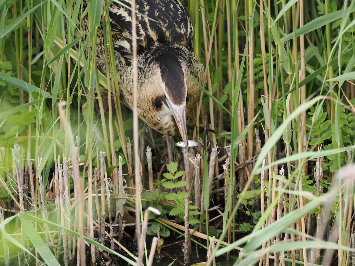 Eurasian Bittern - ML637051212