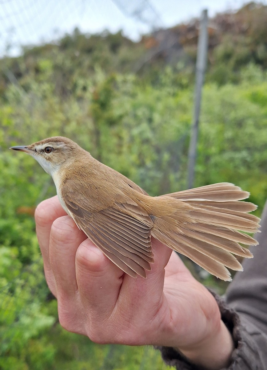 Paddyfield Warbler - ML637051222
