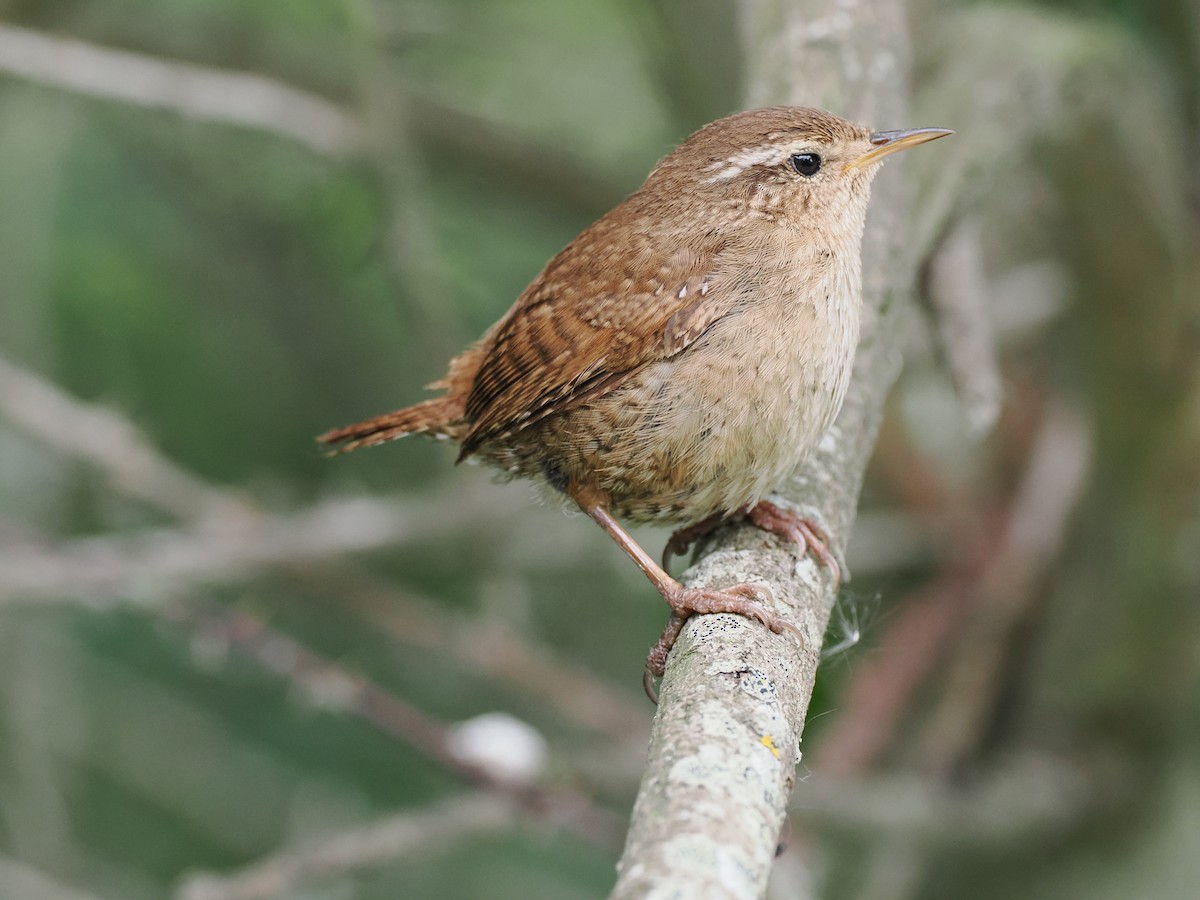 Eurasian Wren - ML637051233