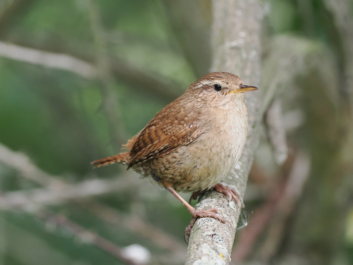 Eurasian Wren - ML637051244