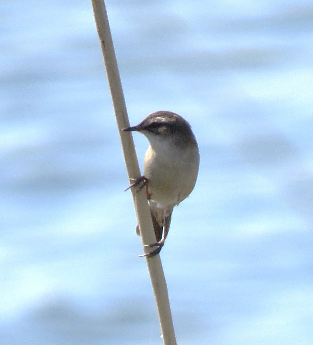 Moustached Warbler - ML637051295