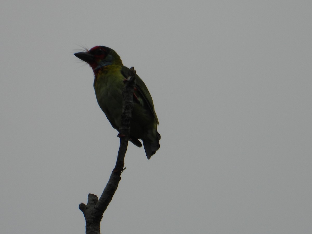 barbet malabarský - ML637051350