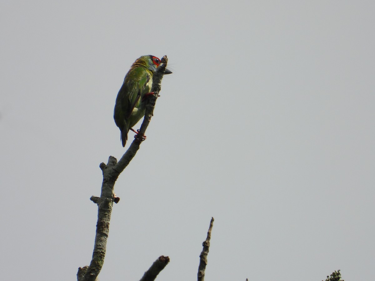 barbet malabarský - ML637051353