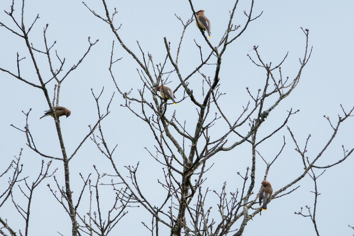 Cedar Waxwing - ML637051361