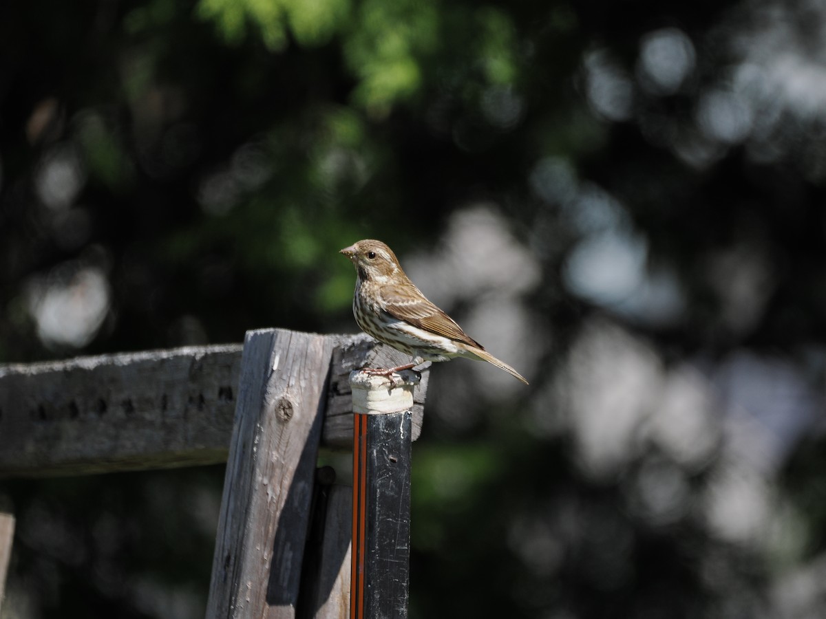 Purple Finch - ML637051372