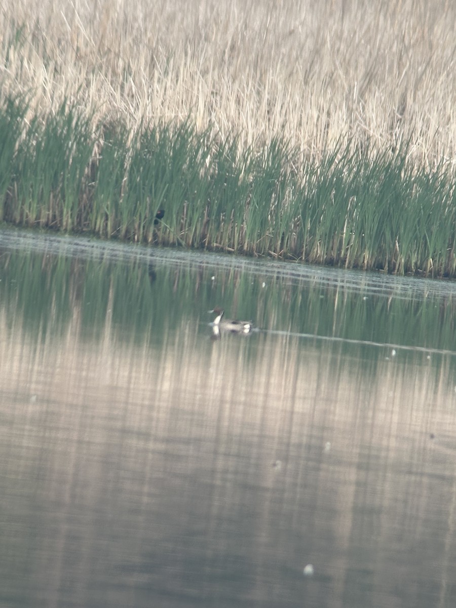 Northern Pintail - ML637051374