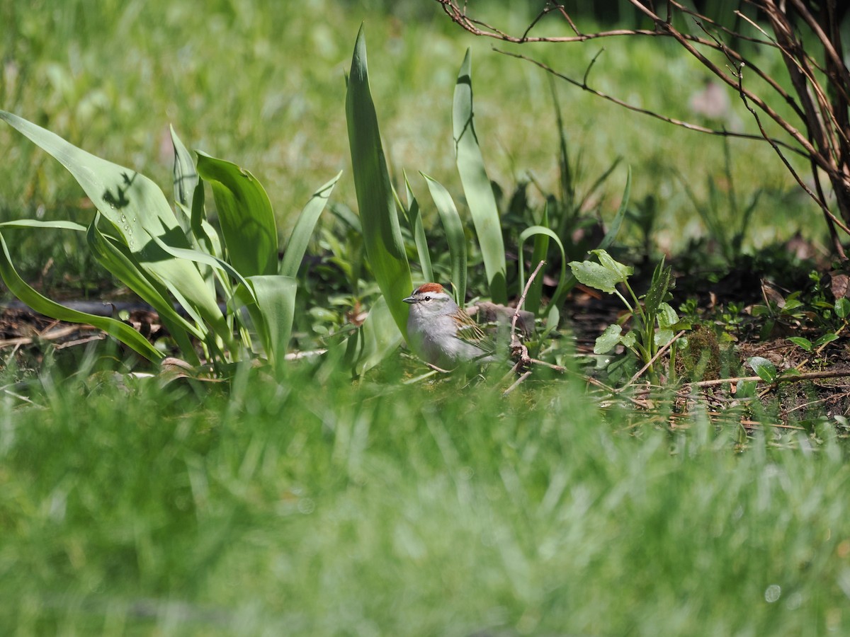 Chipping Sparrow - ML637051375