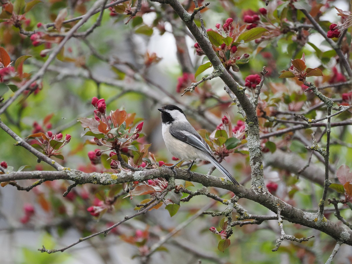 Black-capped Chickadee - ML637051380