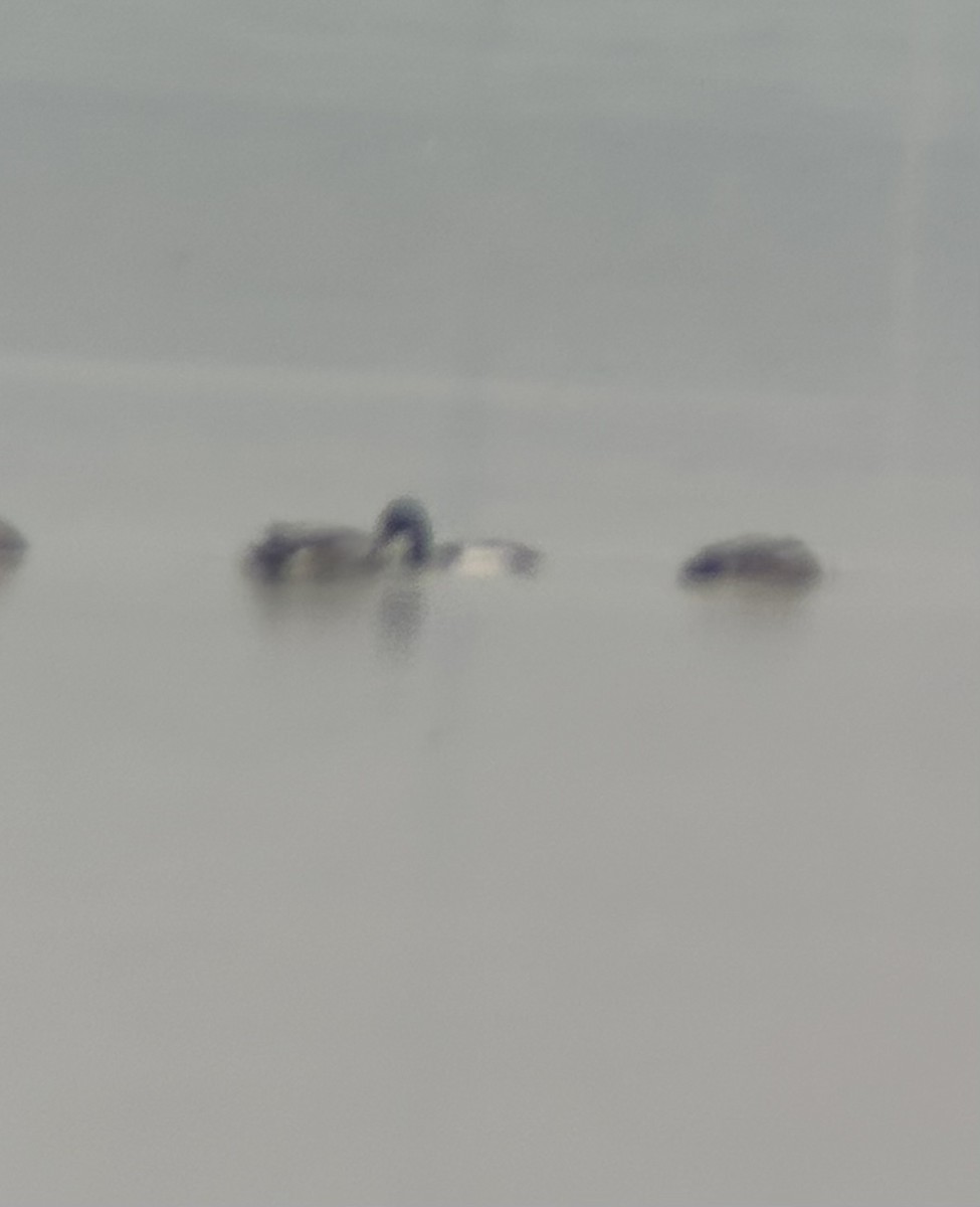 Greater Scaup - ML637051381