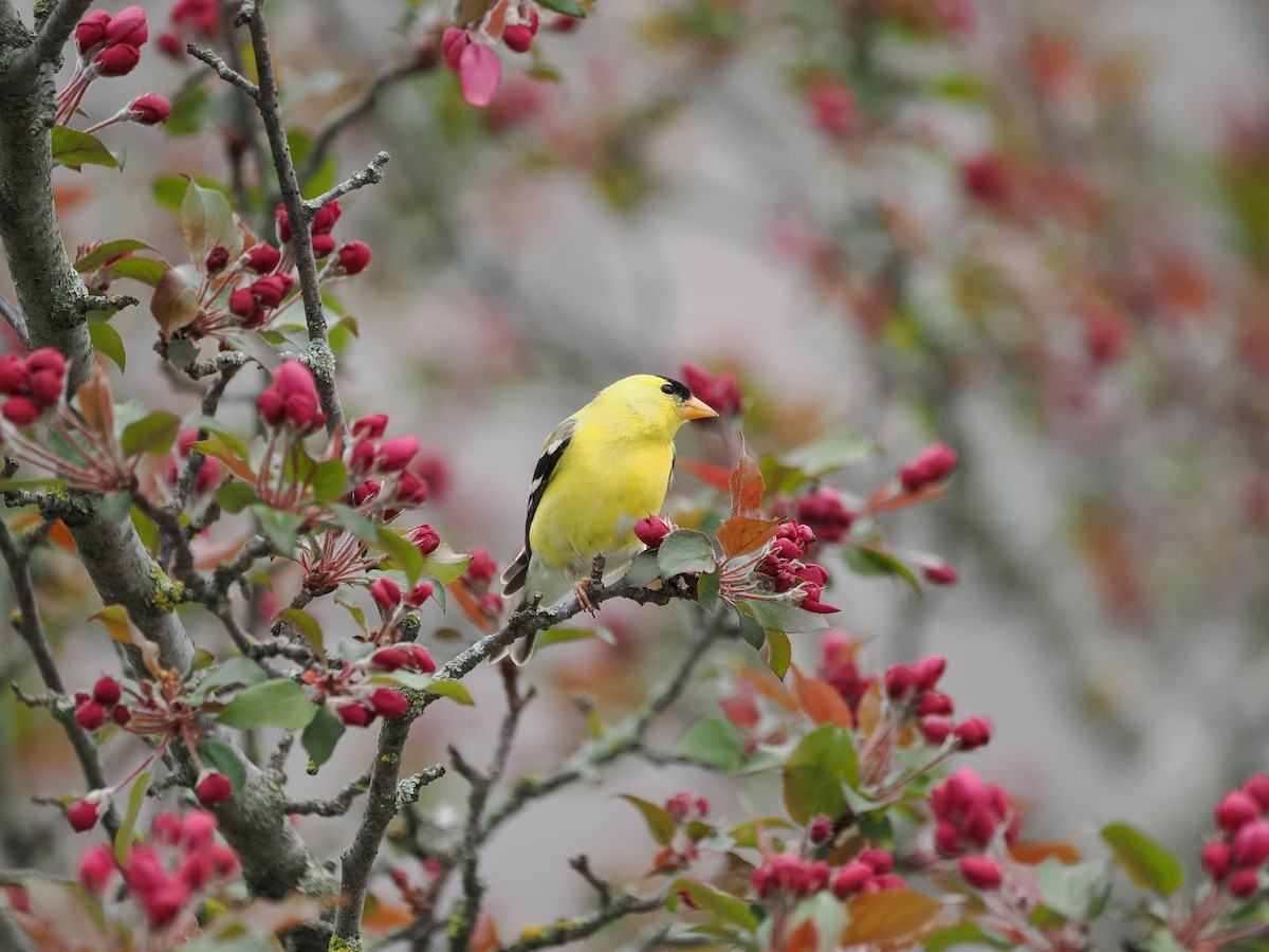 American Goldfinch - ML637051383