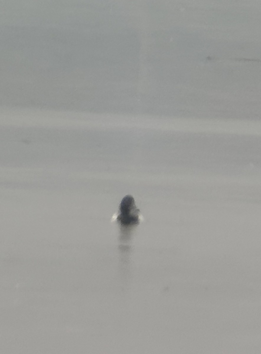 Greater Scaup - ML637051384