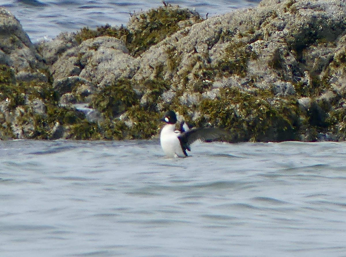Common Goldeneye - ML637051407