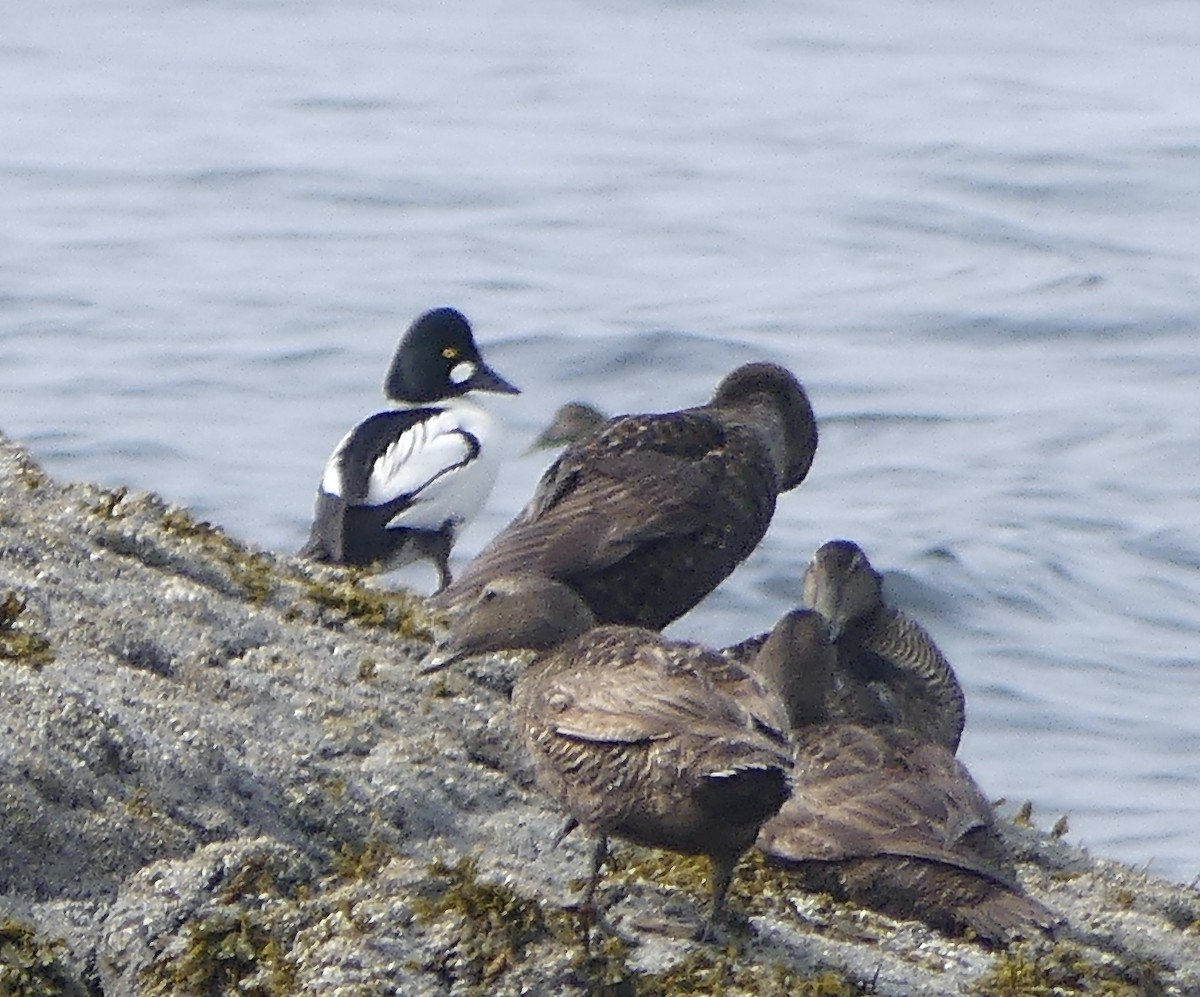 Common Goldeneye - ML637051415