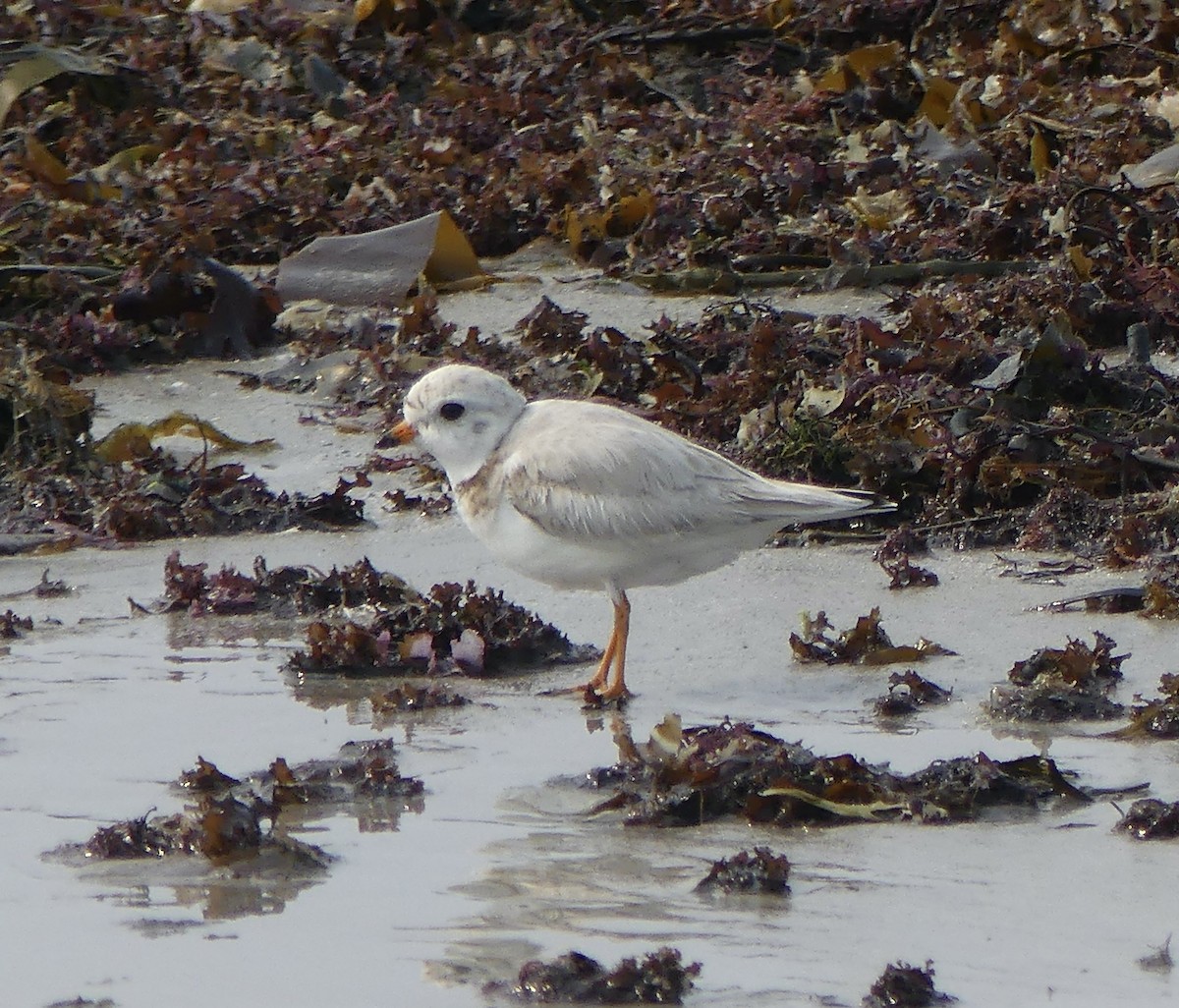 Piping Plover - ML637051436