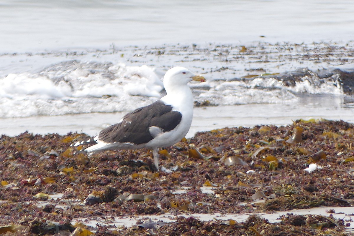 Great Black-backed Gull - ML637051467