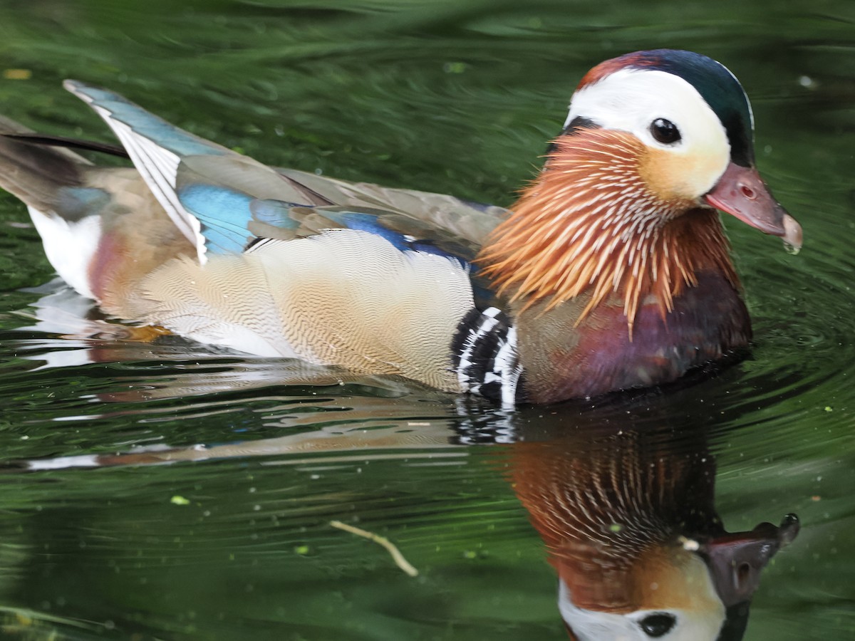 Mandarin Duck - ML637051472
