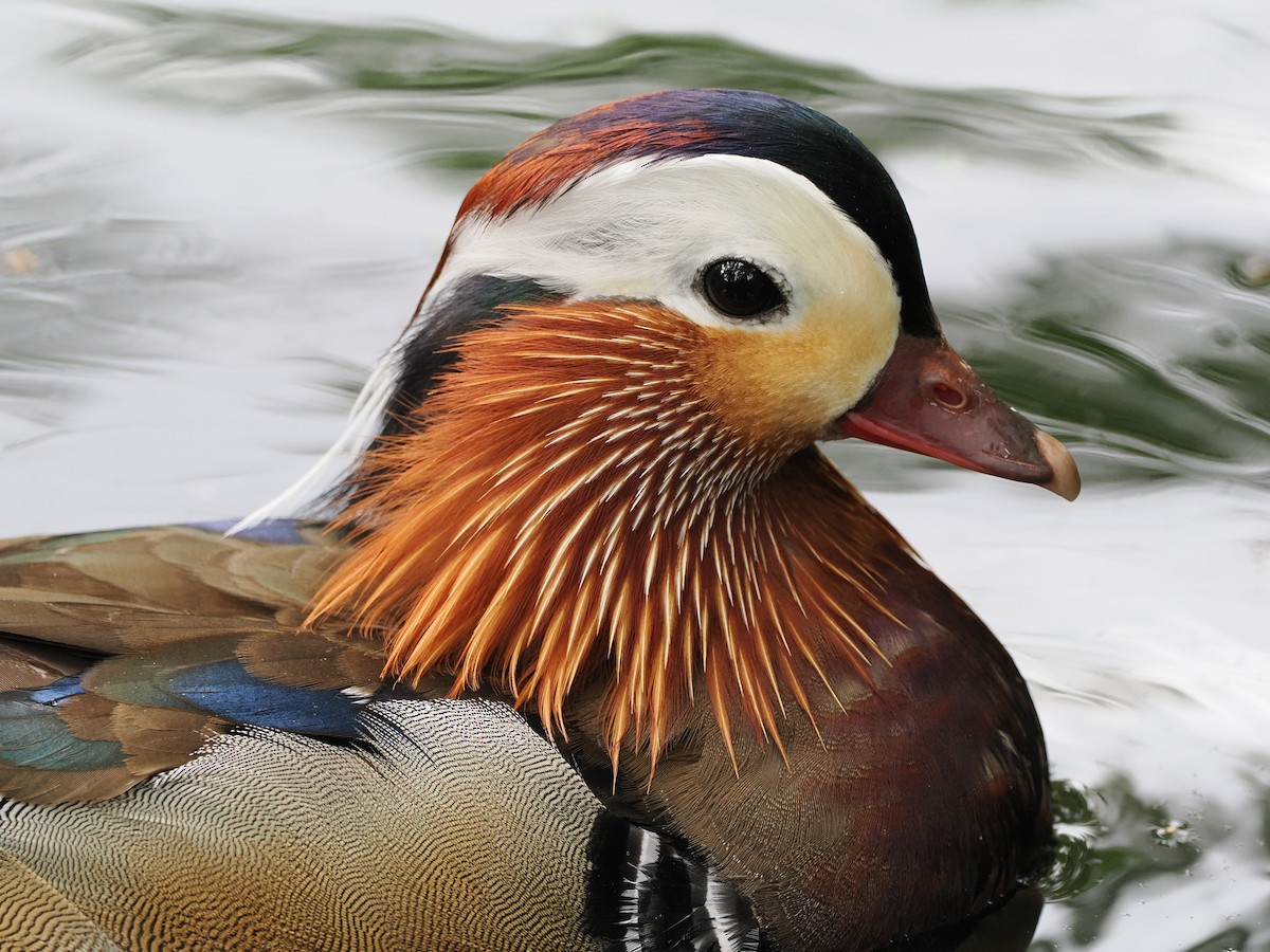 Mandarin Duck - ML637051488