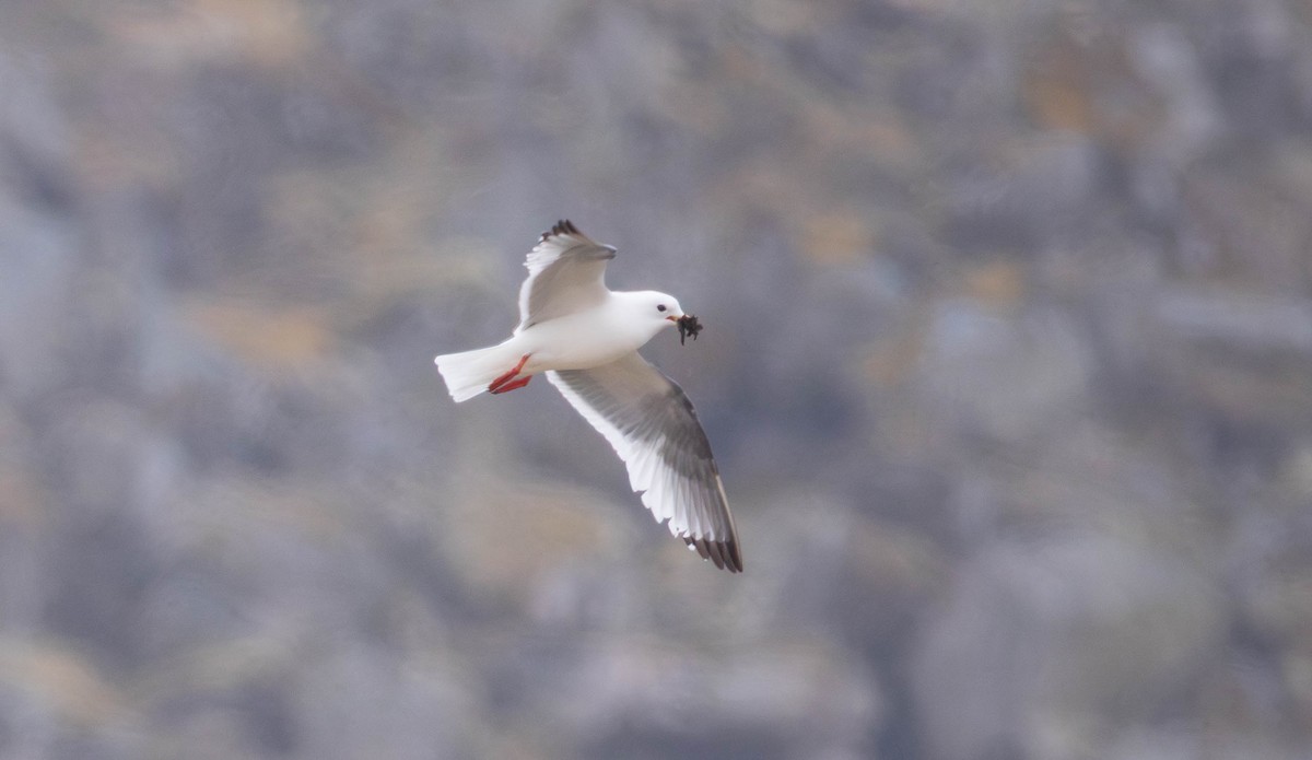 Red-legged Kittiwake - ML637051497