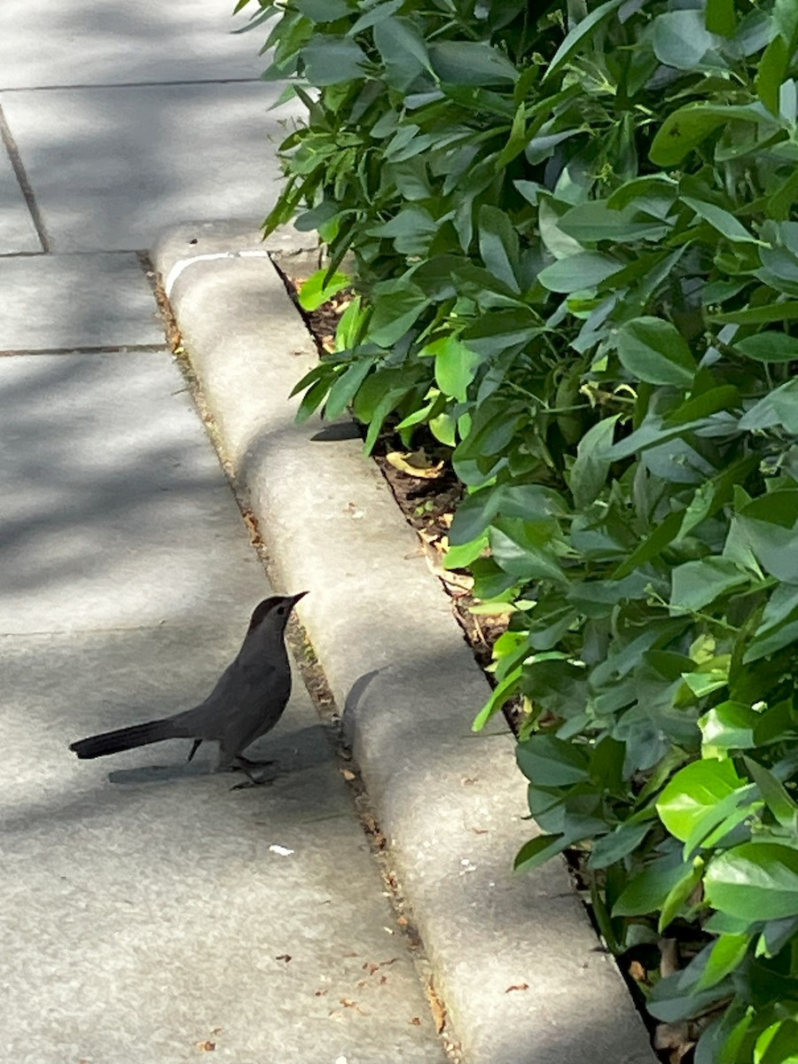 Gray Catbird - ML637051503