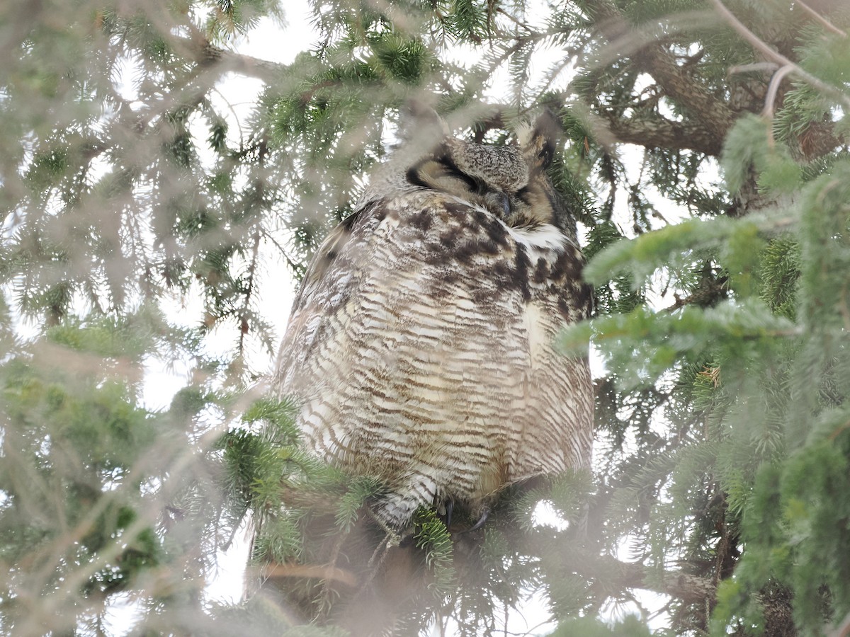Great Horned Owl - ML637051547