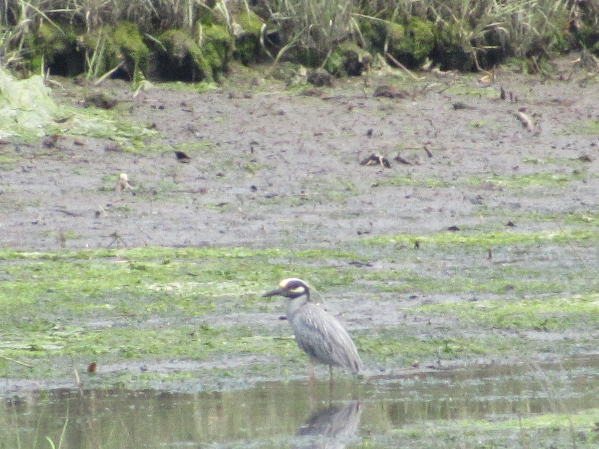 Yellow-crowned Night Heron - ML637051550