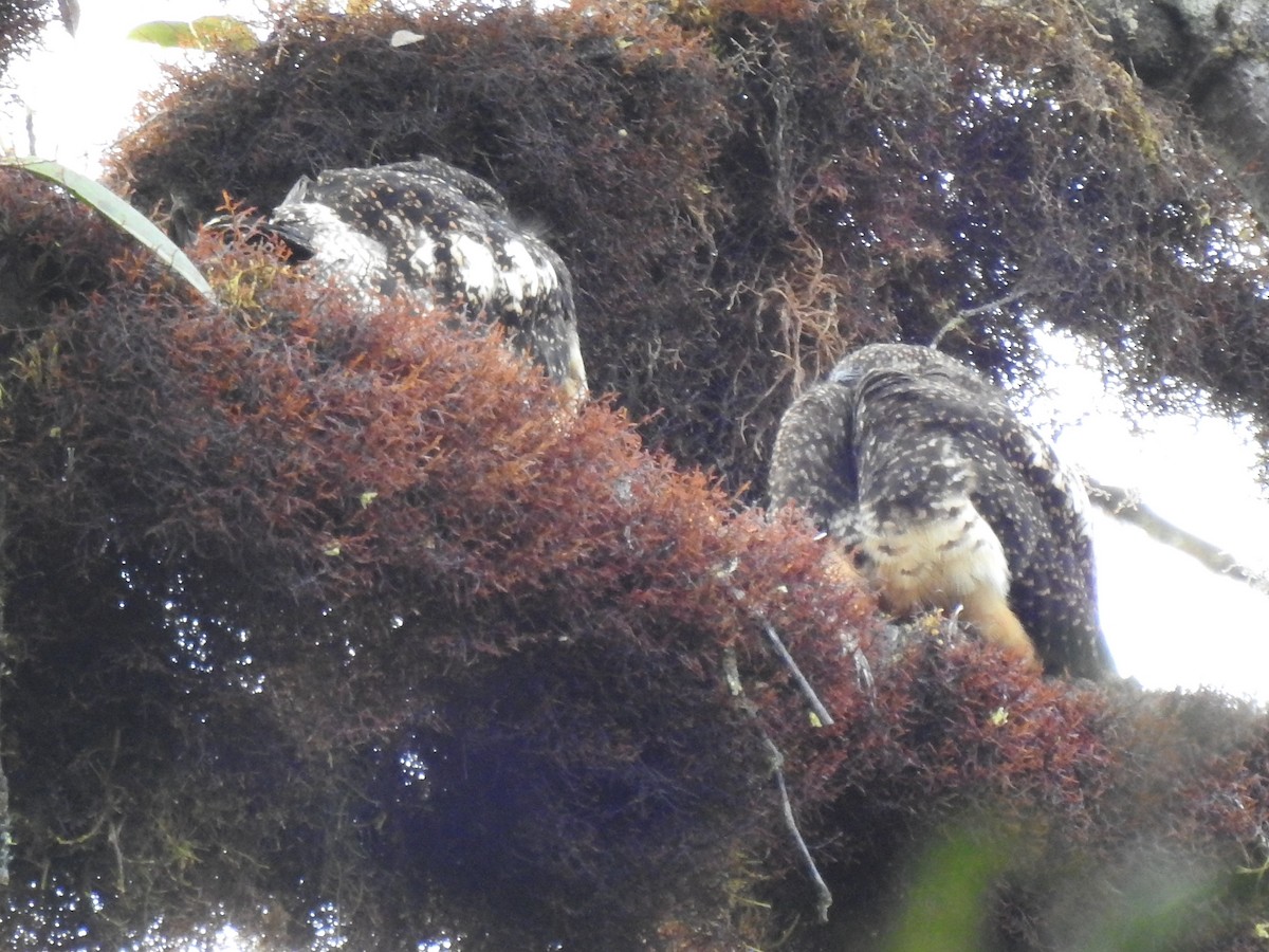 Rufous-bellied Nighthawk - ML637051574