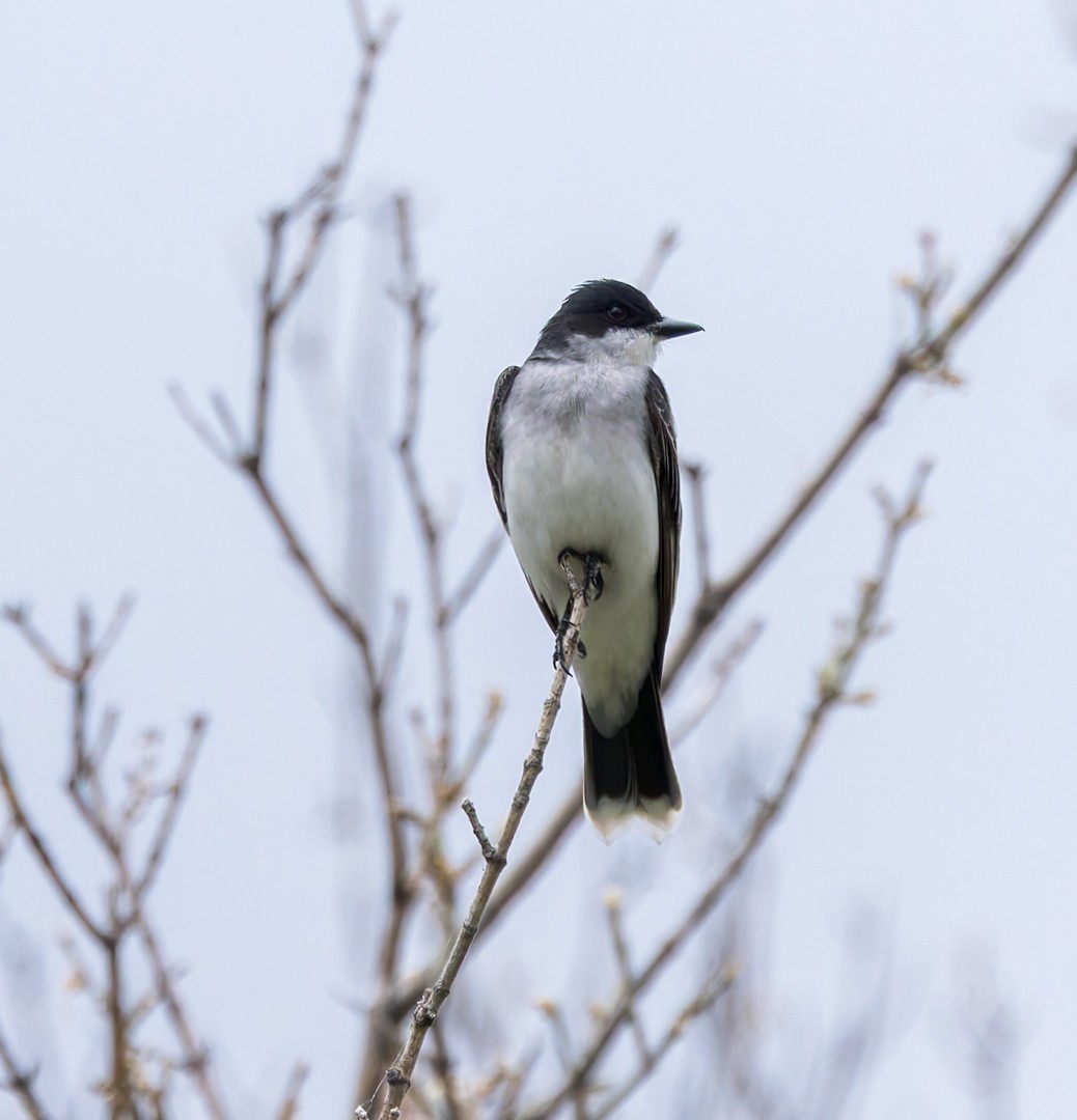 Eastern Kingbird - ML637051602
