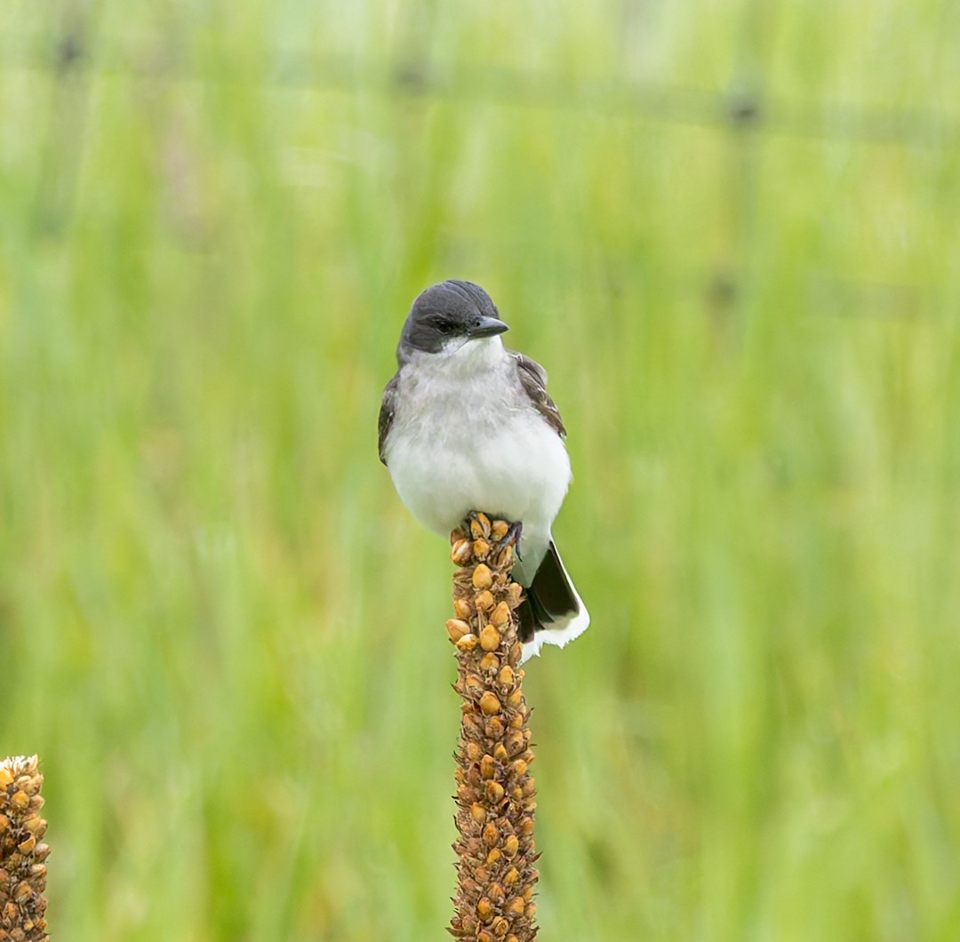 Eastern Kingbird - ML637051603
