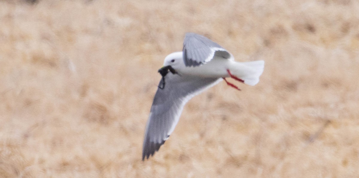 Red-legged Kittiwake - ML637051784