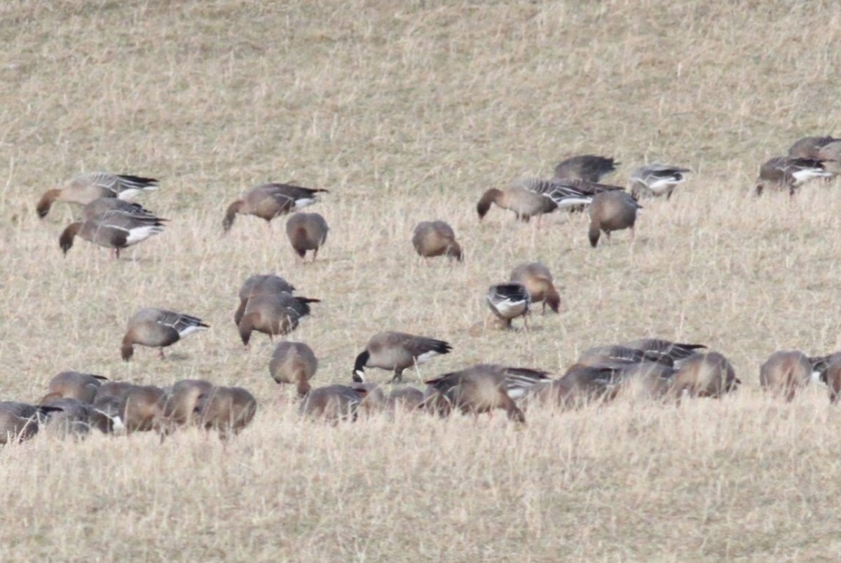 Cackling Goose (Richardson's) - ML637051899