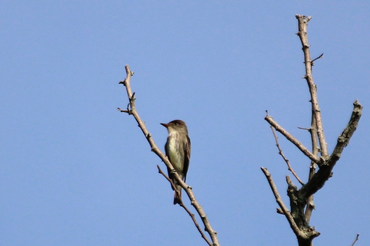 Olive-sided Flycatcher - ML637051939
